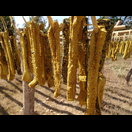 … nur echt mit der Borste